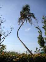 coconut_tree_with_weird_shape_at_atlantiswikimediacommons