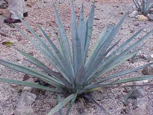 agave_tequilanagnuwikimediacommons