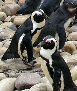 African.penguin.bristol-wikimedia-commons