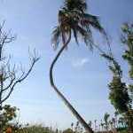 coconut_tree_with_weird_shape_at_atlantiswikimediacommons